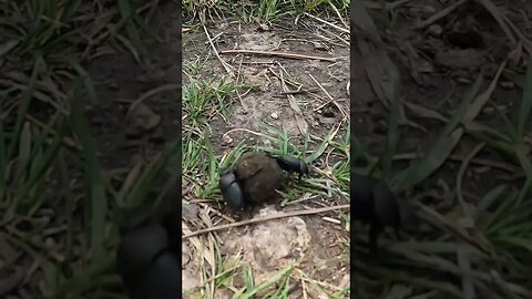 two dung beetles moving a hunk of poopie! #blackhills #southdakota