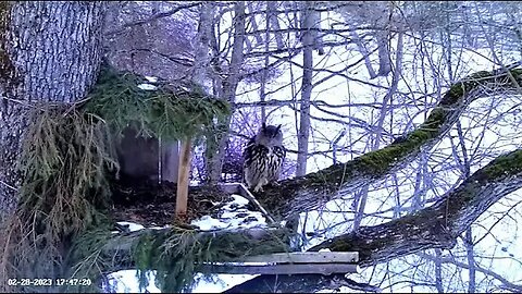Male Eagle Owl Arrives At Nest 🦉 02/29/23 17:46