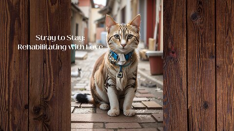 Transforming Lives: Rescuing and Rehabilitating Stray Cats 🐾