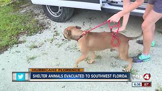 Animals saved from storm by refuge center in North Fort Myers