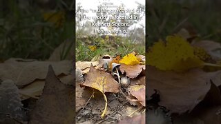 Mushroom capital of the world