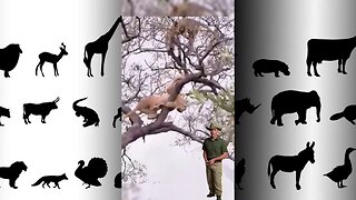 Uma leoa subiu na árvore para roubar a caça de um Leopardo #animals #savage #selva #girafas