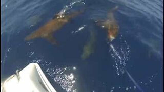 Fiskere i Australien møder en gruppe hajer