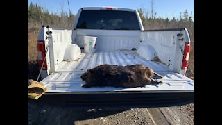 Beaver trapping 3 December 2020