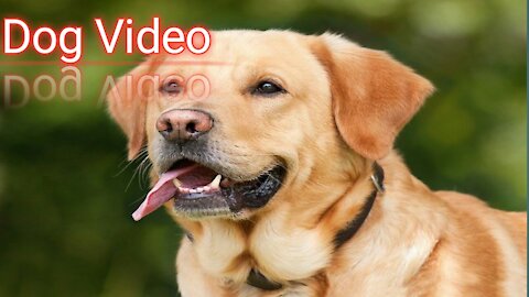 #The_Loveliest_Animals dog video,cute dog video, funny dog, funny dog video,cute and funny dogs