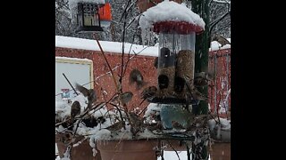 Bird feeders in winter