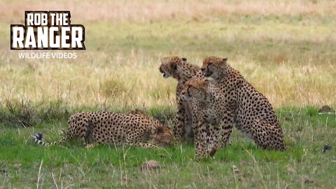 Cheetah Coalition Patrol Territory And Scent Marking | Maasai Mara Safari | Zebra Plains