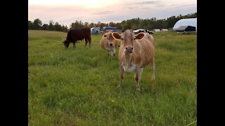 Regenerative Agriculture with beef
