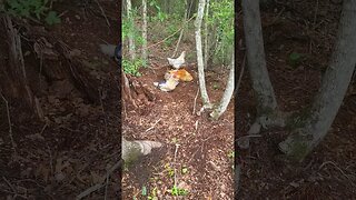 Hanging In The Woods #homesteading #chickens #chickenlife #likeandsubscribe