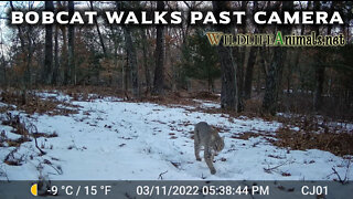 Bobcat Walking Past Trail Camera Day 3-11-2022 - Winter - #TrailCamProject