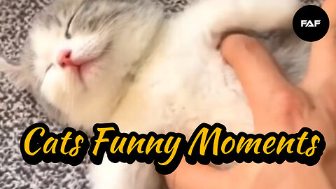 Cats Funny Moments