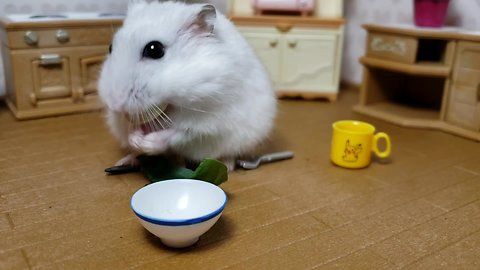 Tiny hamster enjoys meal in tiny kitchen