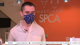 Virtual adoptions happening at the Maryland SPCA