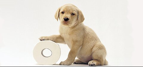 Quick Tips in Potty Training a Puppy or Dog