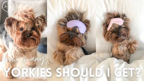 Whether You Should Get A Second Yorkie | Yorkie 101