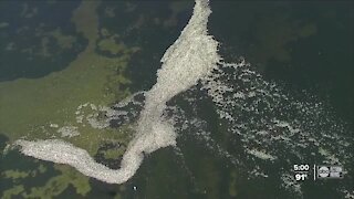 15,000 dead fish collected in St. Pete in last 24 hours due to red tide