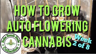 Auto Flowers, How To Grow Auto Flowering Cannabis. Sweet Tooth Week 2 of 8