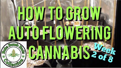 Auto Flowers, How To Grow Auto Flowering Cannabis. Sweet Tooth Week 2 of 8
