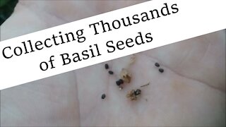 Collecting Basil Seeds