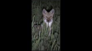 Hunting Coyotes || #shorts #Cats #animals #hunter #022