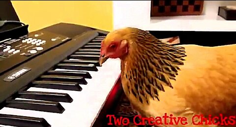 Funny Chicken Playing "America the Beautiful" on Keyboard Piano
