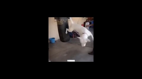 funny dogs and cats video