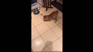 Shiba Inu puppy struggles to eat his veggies