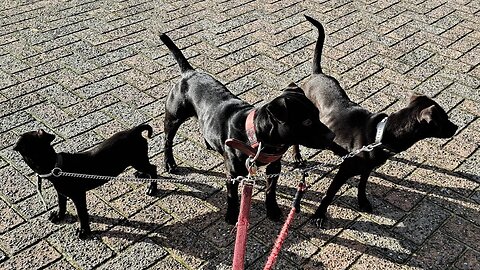 Anatomy of an extremely hard worker BSL PATTERDALE TERRIERS BLACK FELL EARTHDOGS small & powerfull