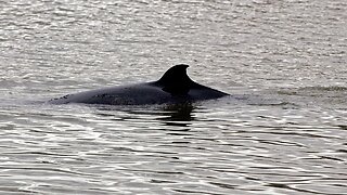 Japan Resumes Commercial Whaling After 30 Years