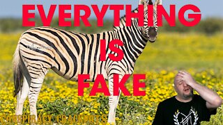 Yes it's THAT Zebra video finally. (Hans Wormhat)