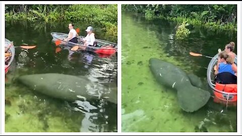 🦭Mother and Baby Manatee Swimming in Florida