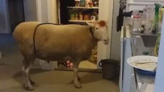 Sheep caught red-handed stealing food