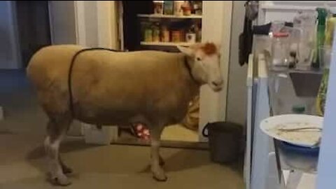 Sheep caught red-handed stealing food