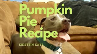 Einstein Eats collab - Pumpkin Pie Recipe #einsteineats #einsteinsbackyard #pie #pumpkinpie #recipe