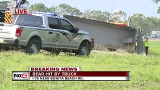 Bear hit by truck, causes major backup on SB lanes of I-75