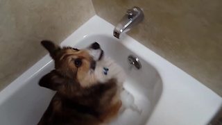 Adorable Corgi Dog Loves Showers