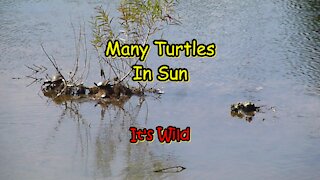 Many Turtles In Sun