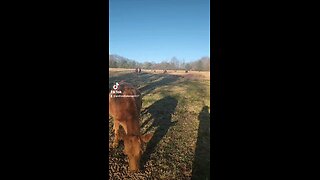 Happy cows and calves.