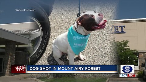 Puppy shot during attempted dognapping in Mount Airy Forest