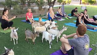 Goat Yoga Las Vegas offers an adorable way to practice yoga