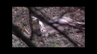 Deer hunting: Archery Buck in Iowa