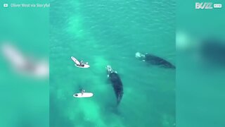 Padre e figlio incontrano balene in Australia