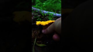 First Golden Chanterelle Mushroom of the Season!