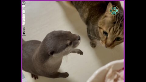 Otter and cat friendship Otter funny sounds Otter eating style