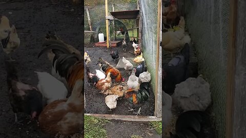 Happy Chickens #chickenlife #chickenshorts #chickens #backyardchickens