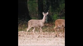 herd of deer