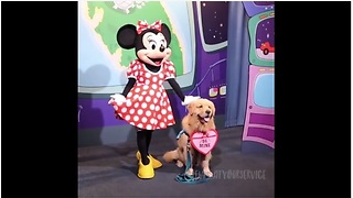 Service Dog Thrilled To Meet Minnie Mouse At Disneyland