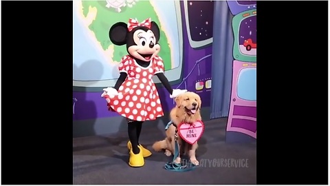 Service Dog Thrilled To Meet Minnie Mouse At Disneyland
