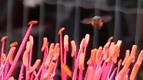 guarda chuva glorioso (Scadoxus multiflorus) fornece muito polen para abelhas sem ferrão Jataí...