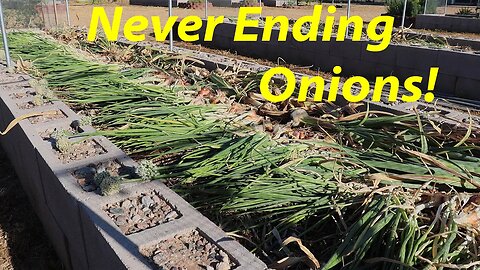 The BEST Onion Variety for Desert Gardens? | I'itoi Onion | Garlic Harvest